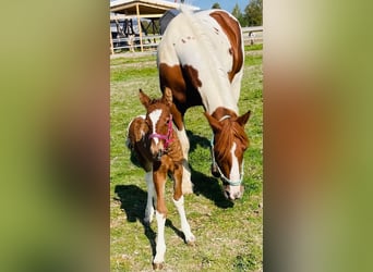 Cavallo Curly Mix, Giumenta, Puledri
 (01/2023), 150 cm, Pezzato