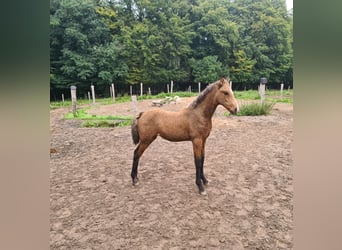 Cavallo Curly, Giumenta, Puledri
 (06/2023), 155 cm, Pelle di daino