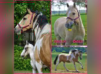 Cavallo Curly, Giumenta, Puledri
 (05/2023), 158 cm, Palomino