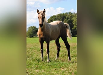 Cavallo Curly, Giumenta, Puledri
 (05/2023), 158 cm, Palomino