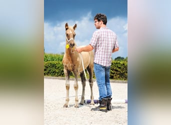 Cavallo Curly, Giumenta, Puledri
 (05/2023), 158 cm, Palomino