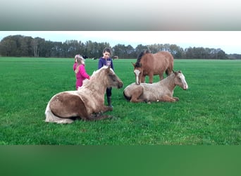 Cavallo Curly, Giumenta, Puledri
 (05/2023), 158 cm, Palomino
