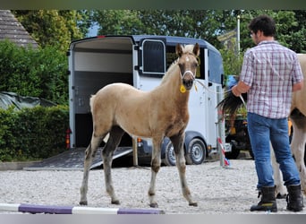 Cavallo Curly, Giumenta, Puledri
 (05/2023), 158 cm, Palomino