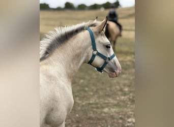 Cavallo Curly Mix, Giumenta, Puledri (04/2026), 160 cm, Pelle di daino