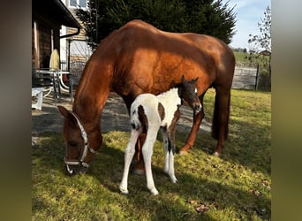 Cavallo Curly Mix, Giumenta, Puledri (02/2026), 164 cm, Pezzato