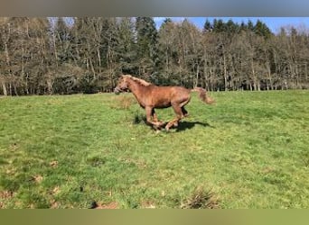 Cavallo Curly, Stallone, 10 Anni, 152 cm, Sauro scuro