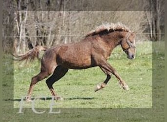 Cavallo Curly, Stallone, 10 Anni, 152 cm, Sauro scuro