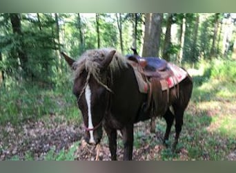 Cavallo Curly, Stallone, 11 Anni, 152 cm, Sauro scuro