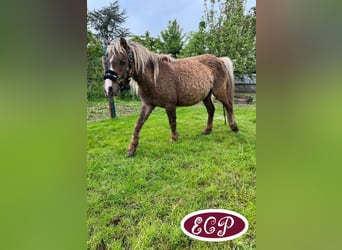 Cavallo Curly, Stallone, 1 Anno, 110 cm, Tobiano-tutti i colori