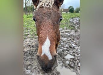 Cavallo Curly, Stallone, 1 Anno, 138 cm