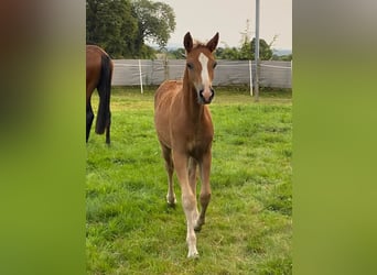 Cavallo Curly, Stallone, 1 Anno, 140 cm, Sauro ciliegia