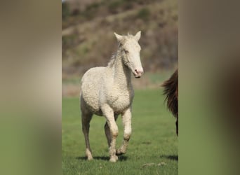 Cavallo Curly, Stallone, 1 Anno, 145 cm, Overo-tutti i colori
