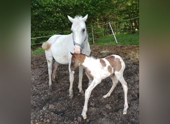 Cavallo Curly Mix, Stallone, 1 Anno, 148 cm, Grigio