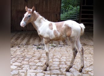 Cavallo Curly Mix, Stallone, 1 Anno, 148 cm, Grigio