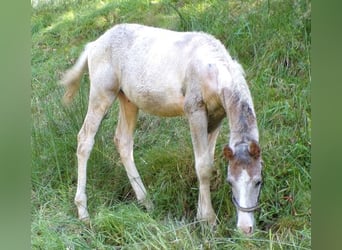 Cavallo Curly Mix, Stallone, 1 Anno, 148 cm, Grigio