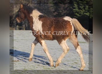 Cavallo Curly, Stallone, 1 Anno, 155 cm, Baio ciliegia