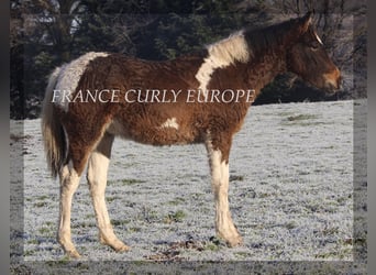 Cavallo Curly, Stallone, 1 Anno, 155 cm, Baio ciliegia