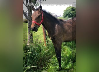 Cavallo Curly, Stallone, 1 Anno, 155 cm, Baio ciliegia