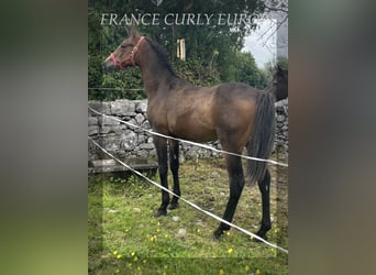 Cavallo Curly, Stallone, 1 Anno, 155 cm, Baio ciliegia