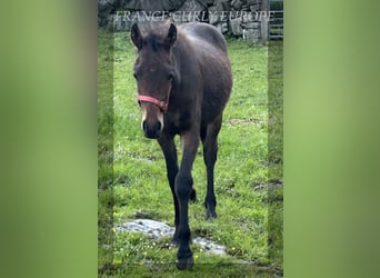 Cavallo Curly, Stallone, 1 Anno, 155 cm, Baio ciliegia