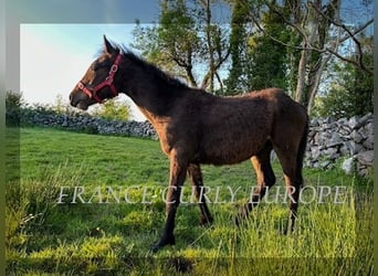 Cavallo Curly, Stallone, 1 Anno, 160 cm, Baio ciliegia