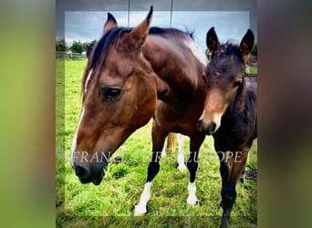 Cavallo Curly, Stallone, 1 Anno, 160 cm, Baio ciliegia