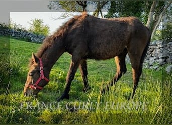 Cavallo Curly, Stallone, 1 Anno, 160 cm, Baio ciliegia