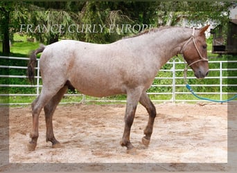 Cavallo Curly, Stallone, 2 Anni, 130 cm
