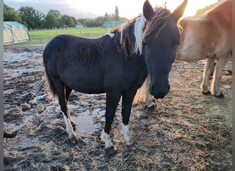 Cavallo Curly, Stallone, 2 Anni, 152 cm, Tobiano-tutti i colori