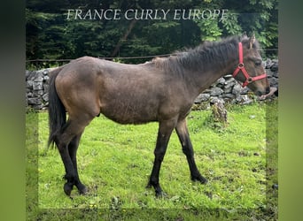 Cavallo Curly, Stallone, 2 Anni, 155 cm, Baio ciliegia