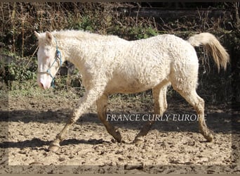 Cavallo Curly Mix, Stallone, 2 Anni, 156 cm, Perlino