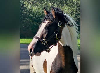 Cavallo Curly, Stallone, 3 Anni, 145 cm, Pezzato