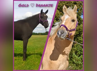 Cavallo Curly, Stallone, 3 Anni, 150 cm, Falbo