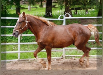 Cavallo Curly, Stallone, 3 Anni, 150 cm, Sauro scuro