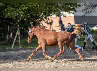 Cavallo Curly, Stallone, 3 Anni, 155 cm, Sauro ciliegia