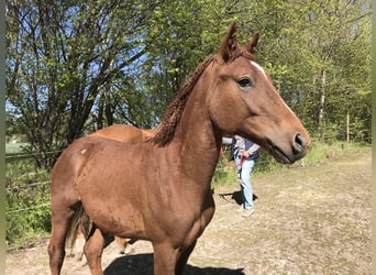 Cavallo Curly, Stallone, 3 Anni, 155 cm, Sauro ciliegia