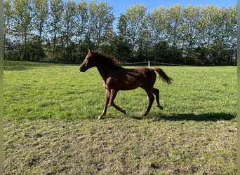 Cavallo Curly, Stallone, 3 Anni, 155 cm, Sauro ciliegia