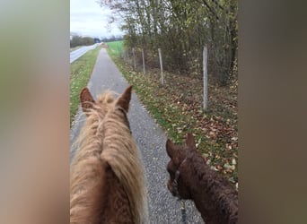 Cavallo Curly, Stallone, 3 Anni, 155 cm, Sauro ciliegia