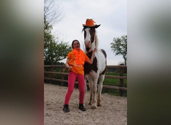 Cavallo Curly, Stallone, 3 Anni, 162 cm, Pezzato
