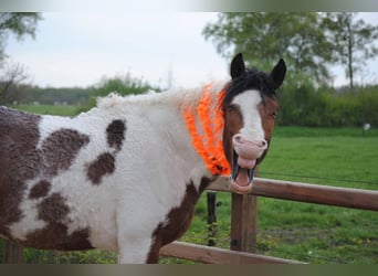 Cavallo Curly, Stallone, 3 Anni, 162 cm, Pezzato