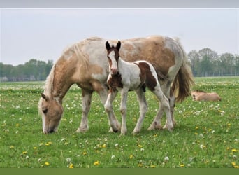 Cavallo Curly, Stallone, 3 Anni, 162 cm, Pezzato