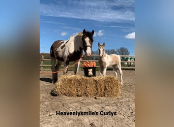 Cavallo Curly, Stallone, 3 Anni, 162 cm, Pezzato