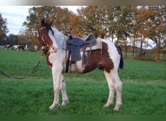 Cavallo Curly, Stallone, 3 Anni, 162 cm, Pezzato