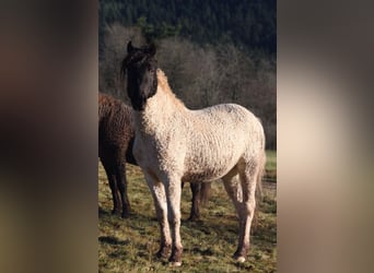 Cavallo Curly, Stallone, 4 Anni, 146 cm, Tobiano-tutti i colori