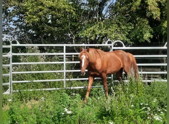 Cavallo Curly, Stallone, 5 Anni, 150 cm, Sauro