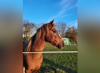 Cavallo Curly, Stallone, 5 Anni, 150 cm, Sauro