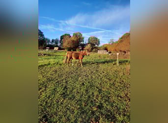 Cavallo Curly, Stallone, 5 Anni, 150 cm, Sauro
