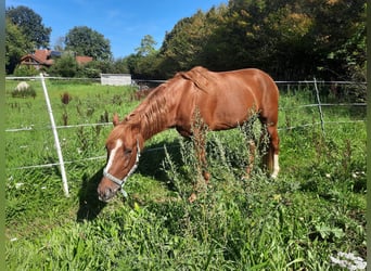 Cavallo Curly, Stallone, 5 Anni, 150 cm, Sauro