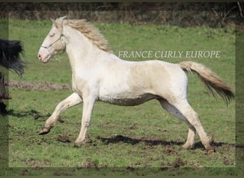 Cavallo Curly, Stallone, 7 Anni, 160 cm, Pelle di daino
