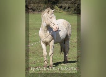 Cavallo Curly, Stallone, 7 Anni, 160 cm, Pelle di daino